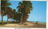 10974   Stati  Uniti  Key  West  Row Of Coconut Palms  In  Florida  NV  (scritta) - Key West & The Keys