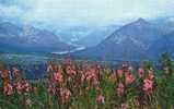 10993    Stati  Uniti  Alaska  Range  From Eureka Flats  With  Fireweed In Foreground   NV - Autres & Non Classés