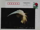 Ciconiiformes Ardeidae Egretta Garzetta,China 2000 Fuyang Kingdom Of Egret Bird Advertising Postal Stationery Card - Storchenvögel