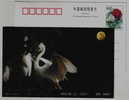 Ciconiiformes Ardeidae Egretta Garzetta,China 2000 Fuyang Kingdom Of Egret Bird Advertising Postal Stationery Card - Cigognes & échassiers