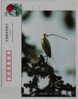 Ciconiiformes Ardeidae Egretta Garzetta,China 2000 Fuyang Kingdom Of Egret Bird Advertising Postal Stationery Card - Cigognes & échassiers