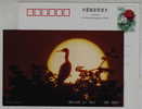 Ciconiiformes Ardeidae Egretta Garzetta,China 2000 Fuyang Kingdom Of Egret Bird Advertising Postal Stationery Card - Storchenvögel