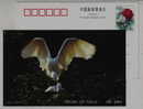 Ciconiiformes Ardeidae Egretta Garzetta,CN 00 Fuyang Kingdom Of Egret Bird Advertising Postal Stationery Card - Cigognes & échassiers