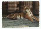 TIGER - Big Format Postcard - Tigres