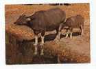 BUFFALO - Indian Buffalo, Buffle Des Indes - Bull