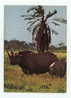 RHINOCEROS - Big Format Postcard - Rinoceronte