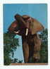 ELEPHANT - Big Format Postcard - Éléphants