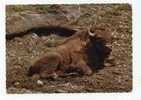 BUFFALO / WISENT - Bison, Bisonte - Stiere