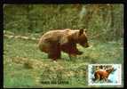 Romania, Maxicard ,1987  ,WWF,bear,very Nice,rare. - Osos