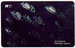 JATO FRATARA - Diplodus Vulgaris ( Croatia Rare I Serie Undersea ) Fish Poisson Fisch Pez Pescado Pesce Fishes Poissons* - Kroatien