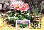 3x,Carte Maximum With Cactusses 1997. - Sukkulenten