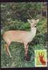 Chevreuil Roumanie Carte Maximum Roe Deer Romania Maxicard 1995 ,personal Realization .(C) - Gibier