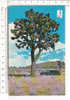 PO3144A# ARIZONA - GIANT JOSHUA TREE - PIANTA GRASSA GIGANTE   No VG - Andere & Zonder Classificatie