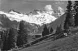 11164  Svizzera  Adelboden  Blick Vom  Hornllweg  Steghorn U. Wildstrubel  VGSB - Adelboden