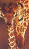 B9010 Girafes Zurigo Assicurazioni Pliant Not Used  Perfect Shape - Giraffes