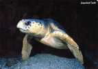 Loggerhead Turtle - Caretta Caretta - Lives More Than 100 Years Unused - Turtles