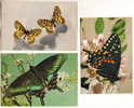 3 CPM - Lot 2 - PAPILLONS - Mariposas