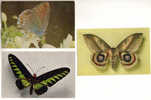 3 CPSM - Lot 1 - PAPILLONS - Insectos