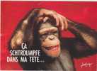 CPM " HUMOUR Des SINGES " - Mots De Passe - Scimmie