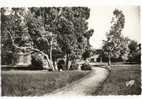 ANGOULINS Sur Mer - Allée Centrale Du Parc Municipal. CPSM 9x14 - Angoulins