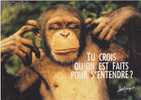 CPM " HUMOUR Des SINGES  " - Paroles Pour L'éternité - Monkeys