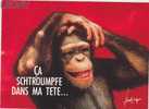 CPM " HUMOUR Des SINGES  " -  Mots De Passe - Scimmie