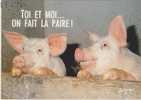CPM " HUMOUR Des COCHONS   " - Mots Pour Rire - Cochons