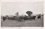 UGANDA 59.1.4  ELEPHANTS NEAR KATWE WESTERNE PROVINCE - Oeganda