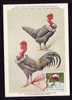 HEN,RARE MAXICARD FDC 1963 ROMANIA - Galline & Gallinaceo