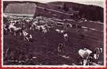 Ferme Typique Du Jura (Suisse). Troupeau De Vaches  Dans Les Alpages, Estivage - Farms