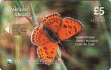 Cyprus 2001.Butterfly With Chip Lesser Fiery Cooper Lycaena Thersamon - Cipro