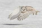 Owl Bird   ,   Postal Stationery -Articles Postaux -Postsache F (Y03-76) - Owls