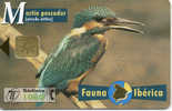 Espana - Martin Pescador - Alcedo Atthis /  IJsvogel Martin-pêcheur Kinfisher - Unclassified