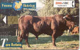 Espana - Toro Retinto - Mucche