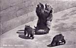 CPA - Suisse - Bern - Bärengraben  Bear Pits - La Fosse Aux Ours Et Ses Petits - REAL PHOTO TBE - Ours