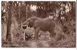 GORONGOSA / MOZAMBIQUE  /  Éléphant - Elefanten