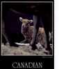 CANADIAN ROCKIES FORMAT 17X11.5 BIGHORN LAMB - Postales Modernas