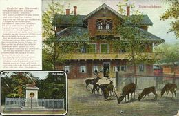 AK Thale Harz Dambachhaus Denkmal Hirsche Color 1910 #07 - Thale