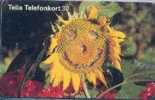 # SWEDEN 60111-128 Sunflower 30 Gem 03.96 -fleurs,flowers- Tres Bon Etat - Svezia