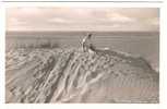 Deutschland - Nordseebad Langeoog - Düne - Langeoog