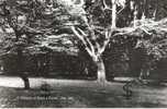 EPPING FOREST : A Glimpse ( Tree Arbre Baum ) - Autres & Non Classés