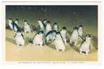 AUS-120   PHILLIP ISLAND : The Parade Of The Penguins - Altri & Non Classificati