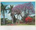 Cp , SOUTHERN AFRICA , Colourful Garden Setting Of Stately Palms, Flowers, Hotus, Shade Of Bougainvillea - Afrique Du Sud