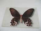 Butterfly Farfalla  Papilio Semperi Mindoro - Papillons