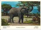 ELEFANTE AFRICANO - COLORI VIAGGIATA  1964 - - Elefanten