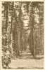 Britain United Kingdom - Crowthorne, In The Pines - Old Postcard [P1807] - Otros & Sin Clasificación