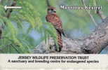 # JERSEY JER32 Mauritius Kestrel 40 Gpt 01.92 15000ex -oiseaux,birds- Tres Bon Etat - [ 7] Jersey Und Guernsey