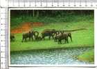 ELEPHANTS  -  INDIA - THEKKADY -  A Unique And Marvelous Vision Of A Group Of Elephants In .... - Elefanten