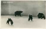 Bern, Barengraben. Gelopen In 1930. Zegel Helvetia 10. Briefversand Bern. Photo Bonafini. - Bears