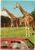 Zoo Safari Pombia Novara Africa Giraffe Con Auto - Giraffes